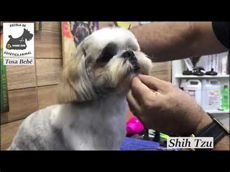 Tosa Shih Tzu Adaptador #6 - YouTube