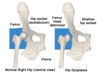 Total Hip Replacement in Dogs VCA Animal Hospitals