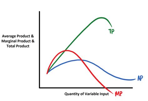 Total Product, Average Product and Marginal …