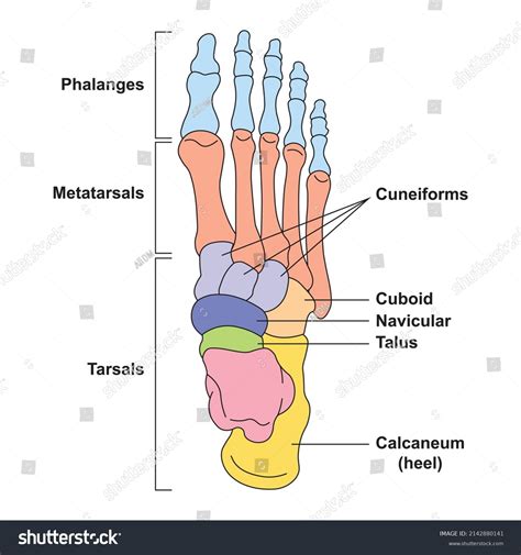 Total bones in foot