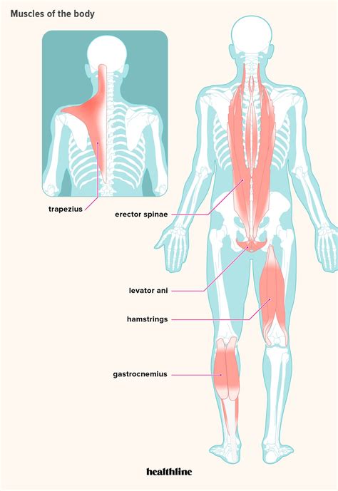 Total number of muscles in human body