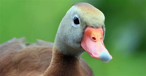 Totally ducked up! Dutch celebrate Dead Duck Day