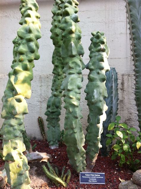Totem pole cactus. Height: 8 – 10 feet Width: 3 – 6 feet Bloom color: n/a Flowering season: n/a USDA minimum zone: 9 Cold hardiness: 25° F 