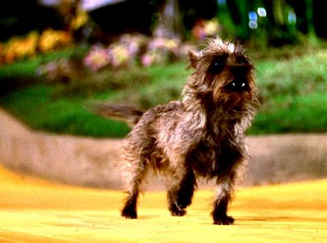 Toto (film) Oz Wiki Fandom