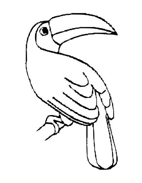 Toucan Coloring