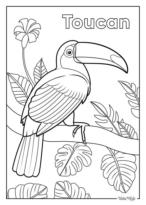 Toucan Coloring Book