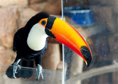 Red-Billed Toco Toucans on Sale. We captive rear and breed Red-billed toucan is brightly marked and has a huge bill. The bill is typically 14-18 cm (51/2-7 in) long. The toucan lays two to four white eggs in an unlined cavity high in a decayed section of a living tree, or in an old woodpecker nest in a dead tree. . 