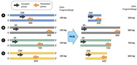 Touchdown PCR - Labster Theory