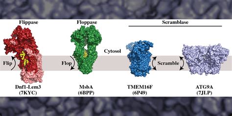 Tour de flippase - American Society for Biochemistry and …