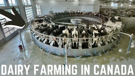 Touring New Dairy Barn With 50 Stall Rotary Parlour! - YouTube