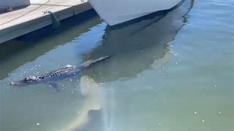 Tourist records shark biting alligator on foot in South Carolina