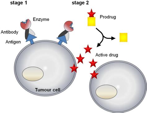 Toward antibody-directed "abzyme" prodrug therapy, ADAPT