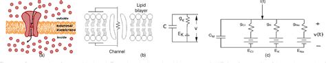 Towards an Hybrid Hodgkin-Huxley Action Potential Generation Model