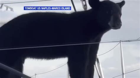 Towboat operator spots black bear aboard sailboat in Naples Bay, records video