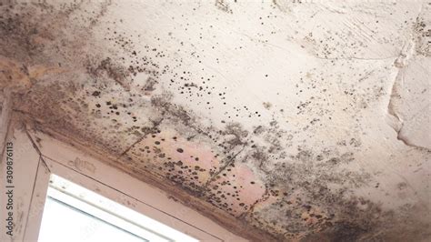 Toxic Black Mold (Stachybotrys) - Moldpedia