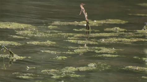Toxic algae prompts swimming closures, warnings at Colorado reservoirs and lakes