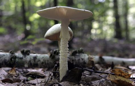 Toxic death cap, destroying angel mushrooms growing in East Bay parks