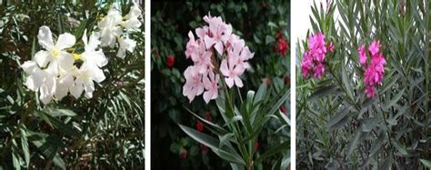 Toxicity effects of Nerium oleander, basic and clinical evidence: …