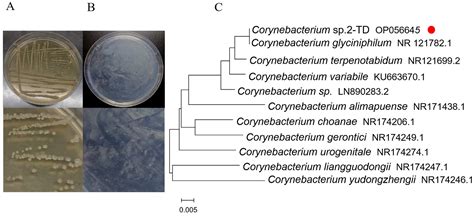 Toxins Free Full-Text Corynebacterium sp. 2-TD Mediated …