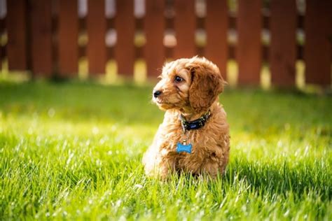 Toy Cockapoo Dog Breed Info: Pictures, Temperament & Traits