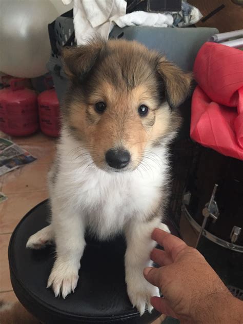 Toy Collie Puppies for Sale - DogsNow