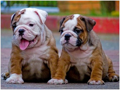 Toy English Bulldog Puppies