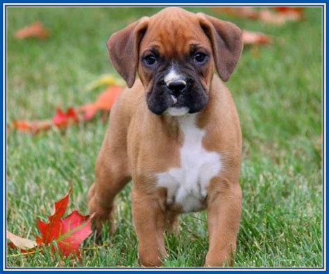 Toy Miniature Boxer Puppies