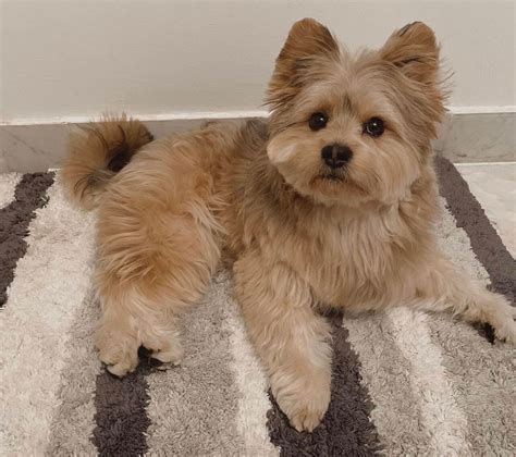 Toy Pom Yorkie Temperament