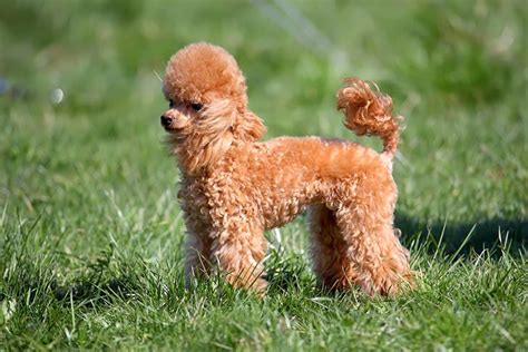 Toy Poodle Akc