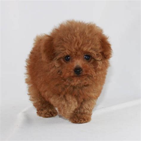 Toy Poodle Puppies For Sale In Charlotte Nc