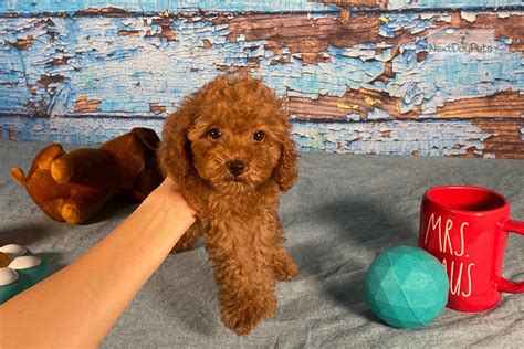 Toy Poodle Puppies For Sale In Dallas Texas