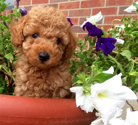 Toy Poodle Puppies For Sale In Kansas