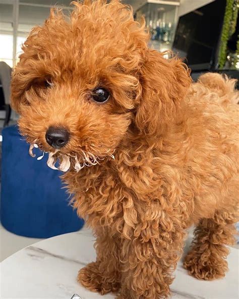 Toy Poodle Puppies For Sale In Mi