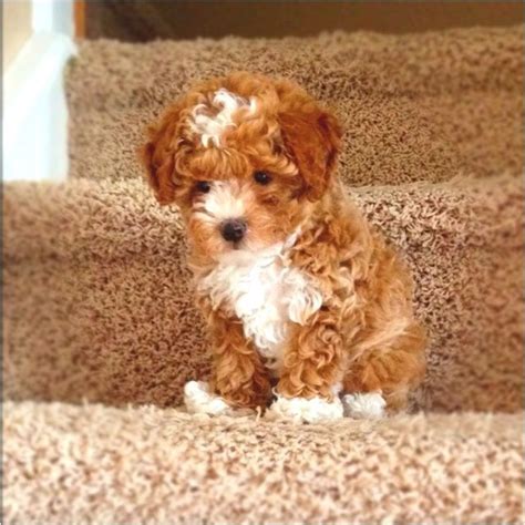 Toy Poodle Puppies For Sale New York