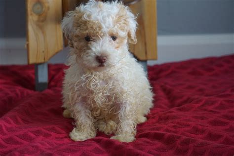 Toy Poodle Puppies For Sale Ohio