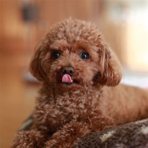 Toy Poodle Puppies Northern California