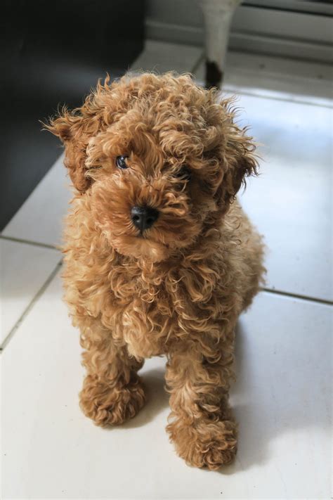 Toy Poodle Puppy Size