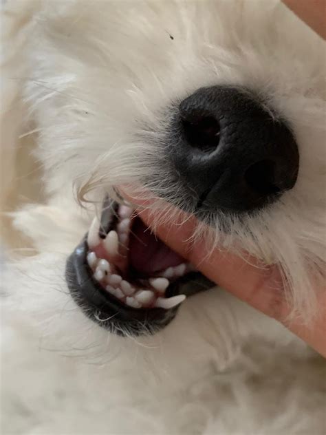 Toy Poodle Puppy Teeth
