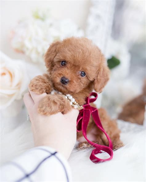 Toy Poodle Teddy Bear Puppy