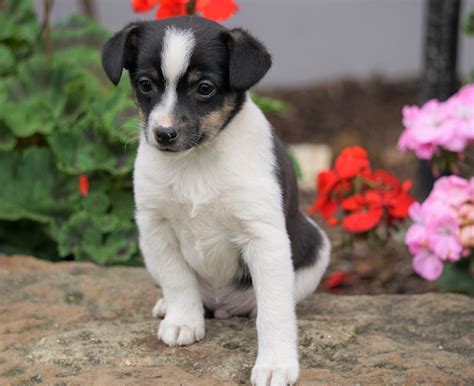 Toy fox terrier for sale. Things To Know About Toy fox terrier for sale. 