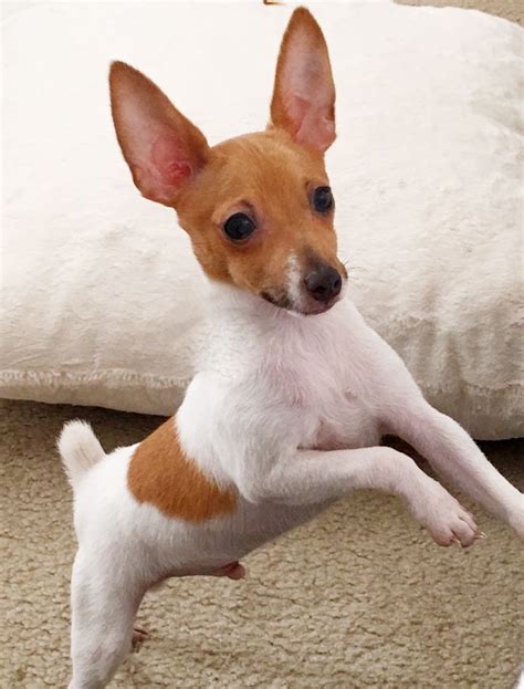 Toy fox terriers toy fox terrier dog complete owners manual toy fox terrier book for care costs feeding grooming. - Ap biology guided reading chapter 26.