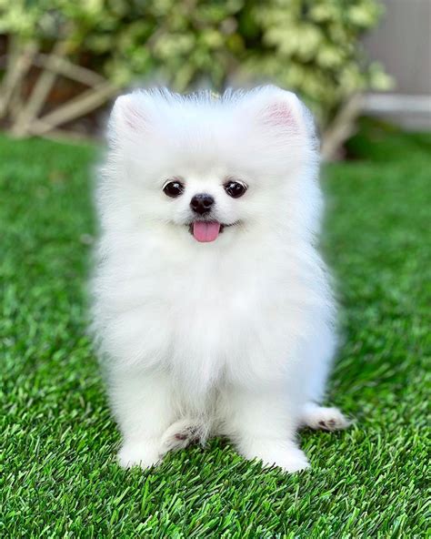 Toy pom breeders. Last Updated on 09/02/2024 by Denise Leo. Post first published on November 19, 2023. This article will provide information on the best dog toys for … 