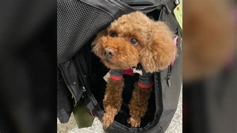 Toy poodle ‘Pinot’ stolen from parked car in Toronto’s east end: police
