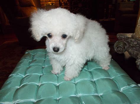 Toy poodle breeder. Are you considering adding a Toy Poodle puppy to your family in Ontario? These adorable and intelligent dogs make wonderful companions and are a popular choice among dog lovers. Ho... 