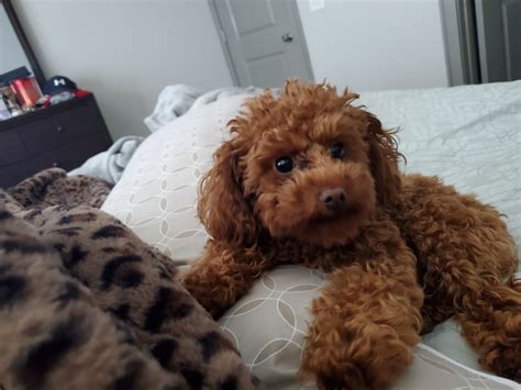 Puppy. Color. N/A. We have beautiful Toy Poodle ready 2/9 for a fur 