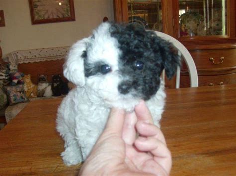 Find an Miniature Poodle for sale across Australia. FREE to post an ad. Find Mini Poodle's temperament, exercise, do they shed & more on PetsForHomes today. ... Toy poodles small DNA clear Silver , black , phantom 1 male tiny boy silver This little boy is going to be very silver showing silver around his eyes and under coat changing colour .... 