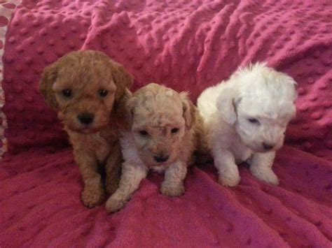 Kameo Poodles has a litter of 3 female m