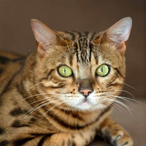 Toyger Cat Breed Information, Personality & Common Health …