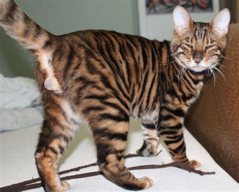Toyger kitten. Size. Medium, with males weighing 10 to 15 pounds and females weighing 7 to 10 pounds. Coat. Short, plush, soft. Colour. Brown mackerel tabby. With her beautiful bold stripes and powerful body, the Toyger looks like a jungle tiger. This breed has a friendly, outgoing temperament and delights in being with people, even strangers, … 