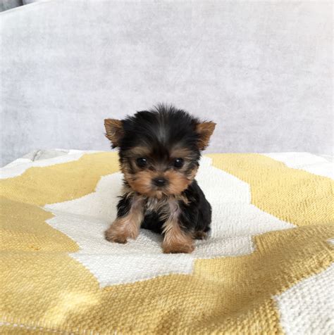 Best toys for Tea Cup Yorkies